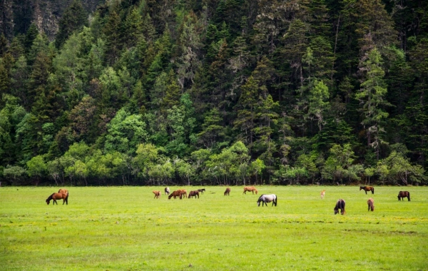 Jour 7 : Shangri-La Départ
