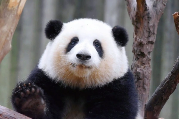 Panda Valley & Dujiangyan One-Day Tour