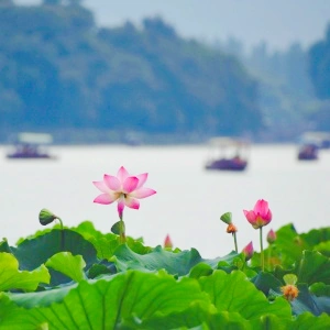 Shanghai Shangrao Hangzhou 5-Days Tour